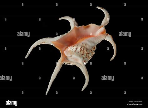 spider conch scientific name